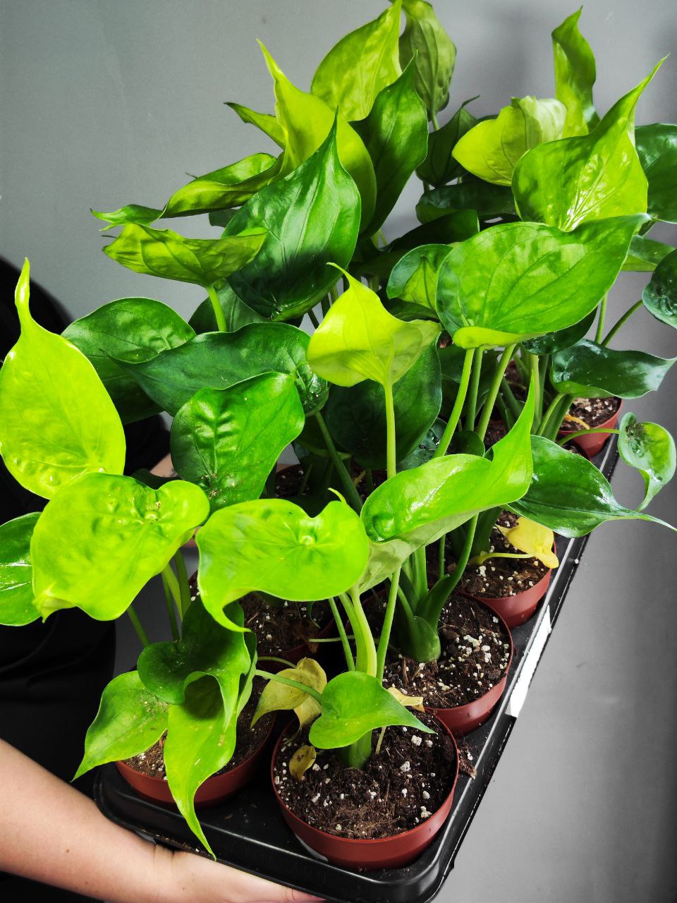 Алоказия Кукулата Вариегатная (Alocasia Cucullata Variegated) D12см