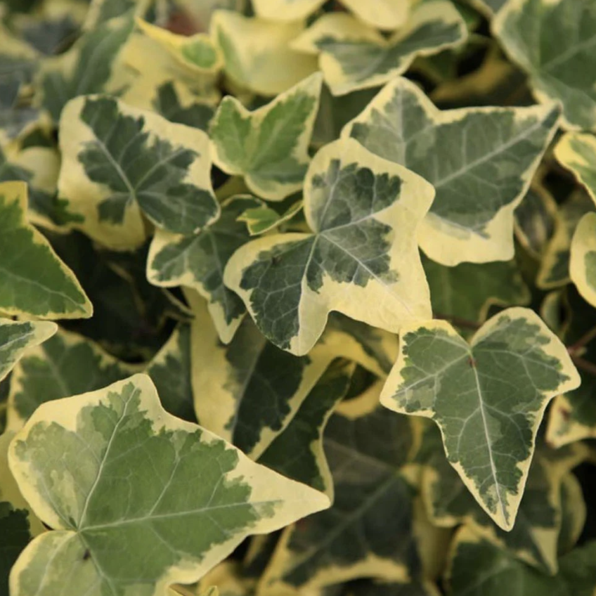 Хедера Хеликс Вариегата Йеллоу (Hedera Helix Variegata Yellow) D9см