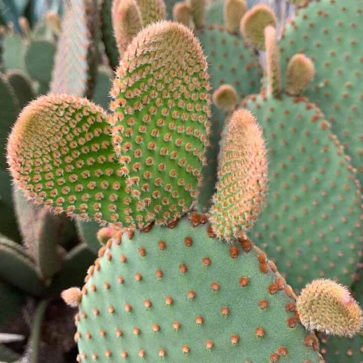 Опунция Микродасус Руфида (Opuntia Microdasys Rufida) D6см