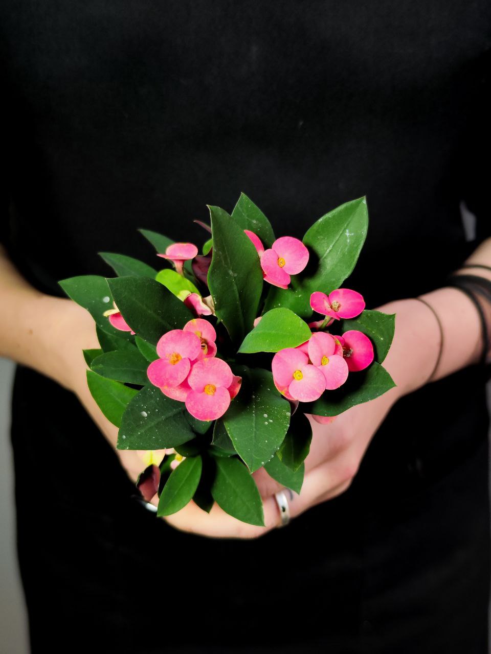 Эуфорбия Миля Розовая (Euphorbia Milii Athene) D6см