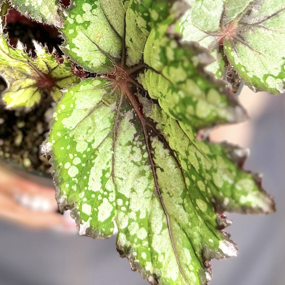 Бегония Рекс Бостелла (Begonia Rex Bostella) D12см