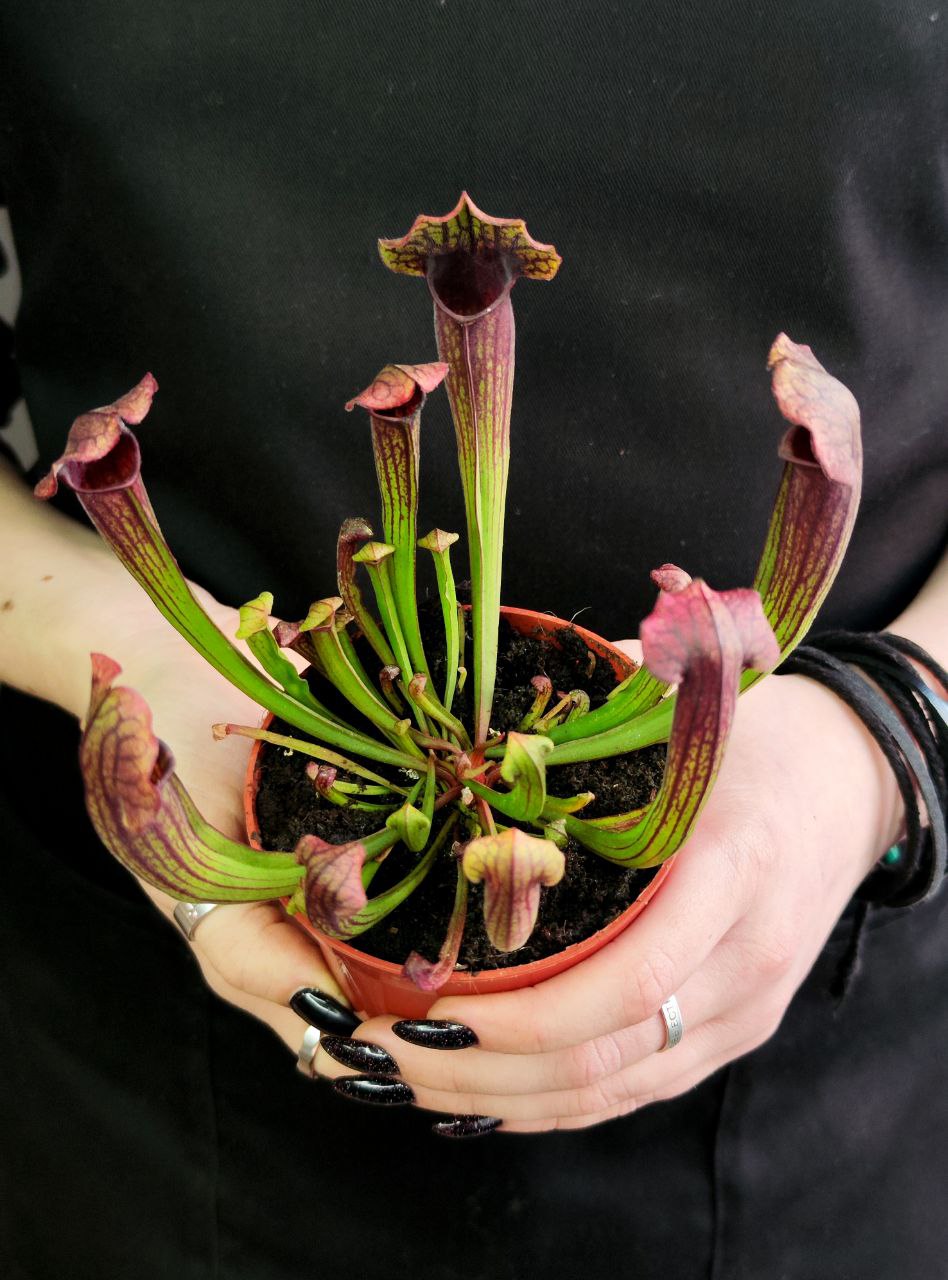 Саррацения Томас (Sarracenia Thomas) D9cм