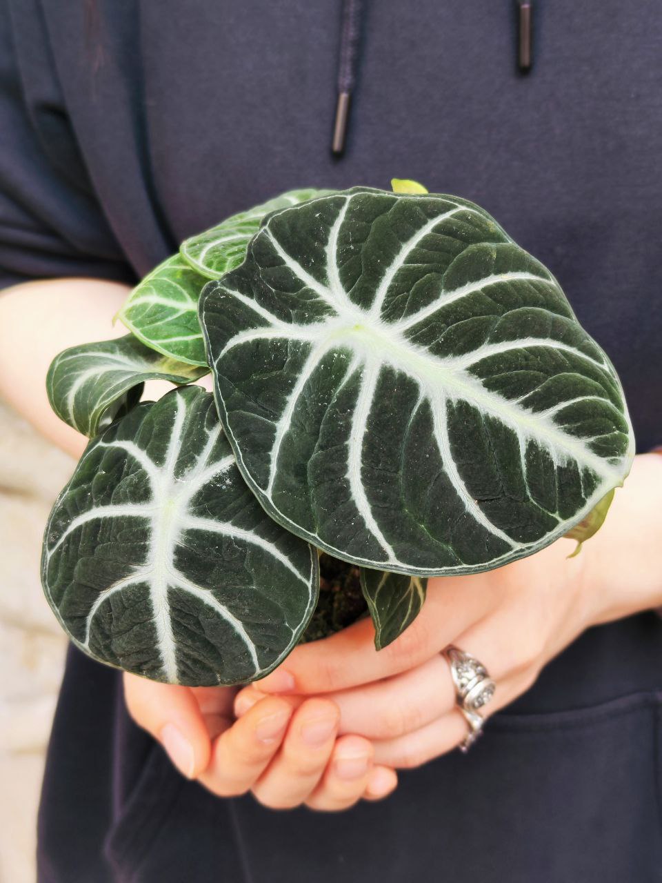 Алоказия Ниндзя (Alocasia Ninja) D6см