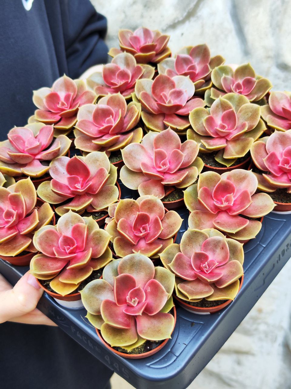 Эхеверия Мэджик Ред (Echeveria Magic Red) D5см
