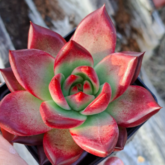 Эхеверия Агавовидная Ромео (Echeveria Agavoides Romeo) D5см