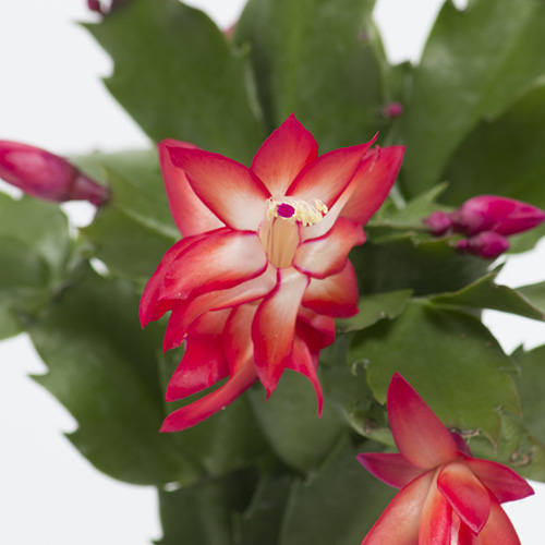 Декабрист Красный, или Шлюмбергера (Schlumbergera Tendenza Red) D9см