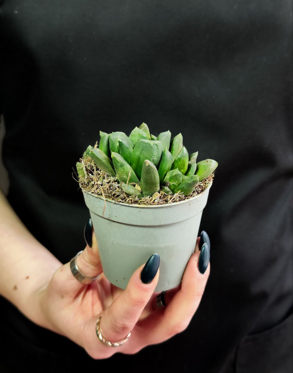 Хавортия Маугани (Haworthia Maughanii) D6,5см