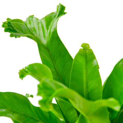 Асплениум Лесли (Asplenium Antiquum Leslie) D6см