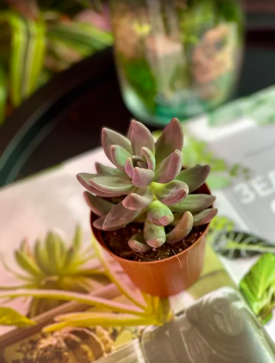 Пахифитум Брактеосум Фиткай (Pachyphytum Bracteosum Fitkai) D8,5см