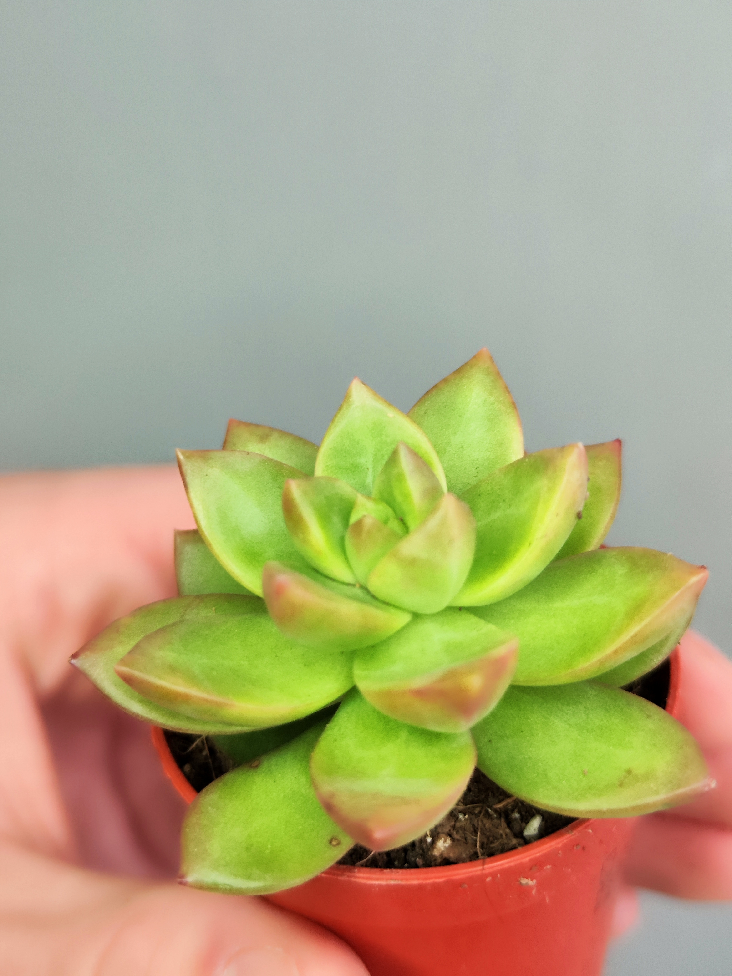 Седум Нуссбаумера Мини (Sedum Nussbaumeriana) D5см