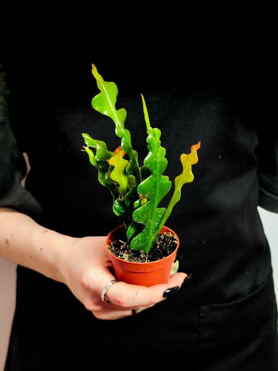 Эпифиллум Ангулигер Фишбон Кактус (Epiphyllum Anguliger "Fishbone Cactus") D6см