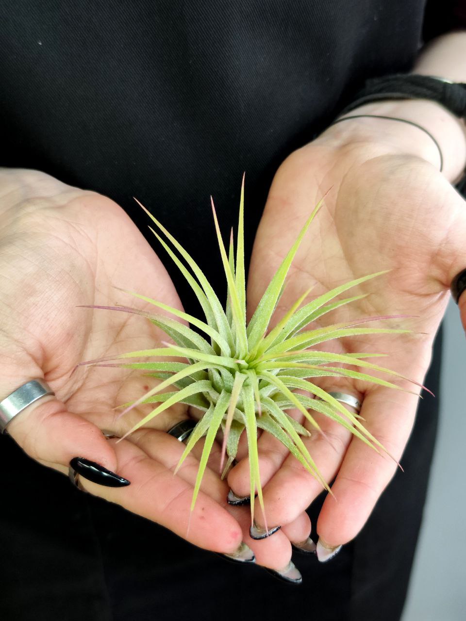 Тилландсия Ионанта Желтая (Tillandsia Ionantha Yellow)