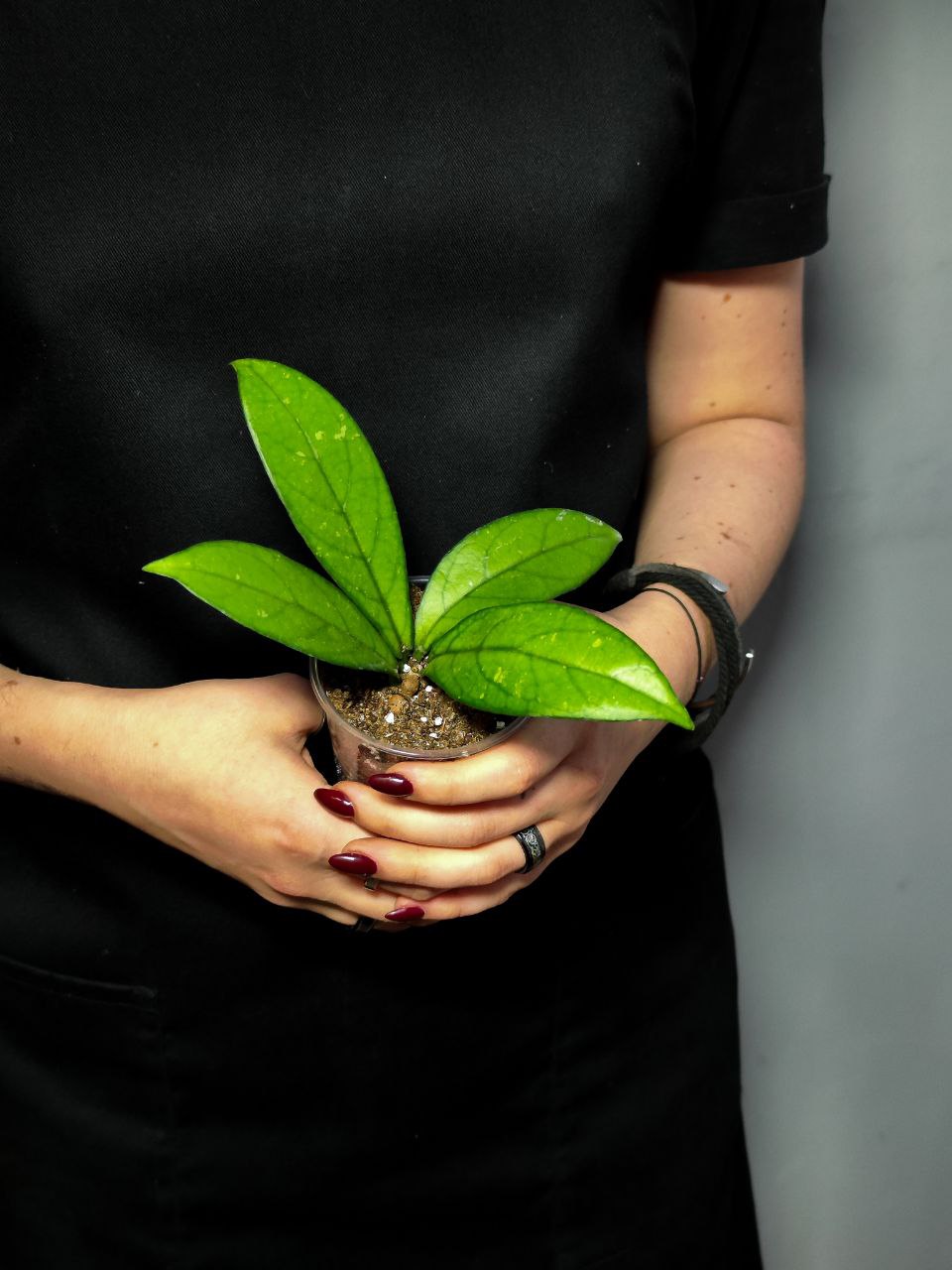 Хойя Крассиопетиолата (Hoya Crassipetiolata) D5см