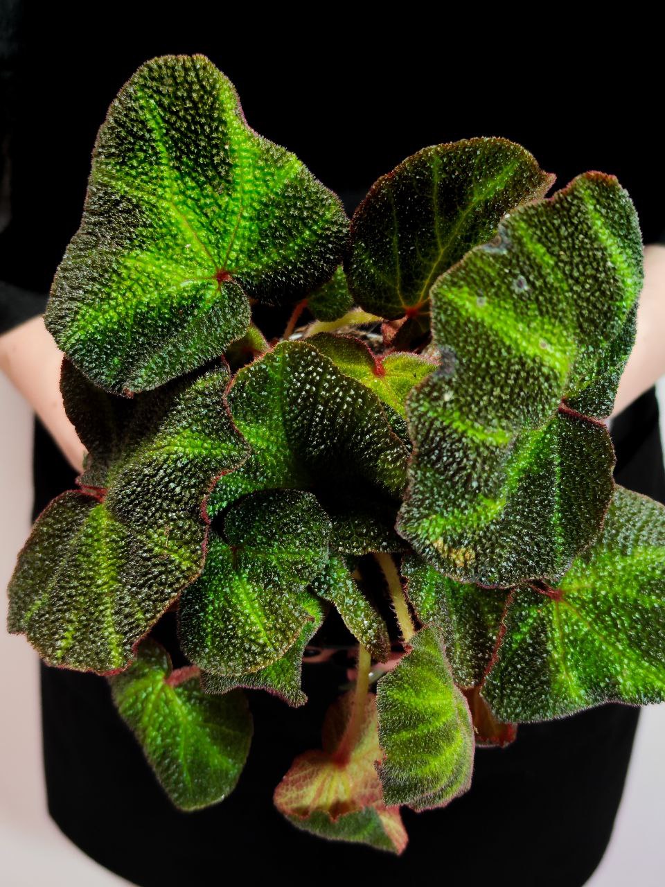 Бегония Соли-Мутата (Begonia Soli-Mutata) D12см