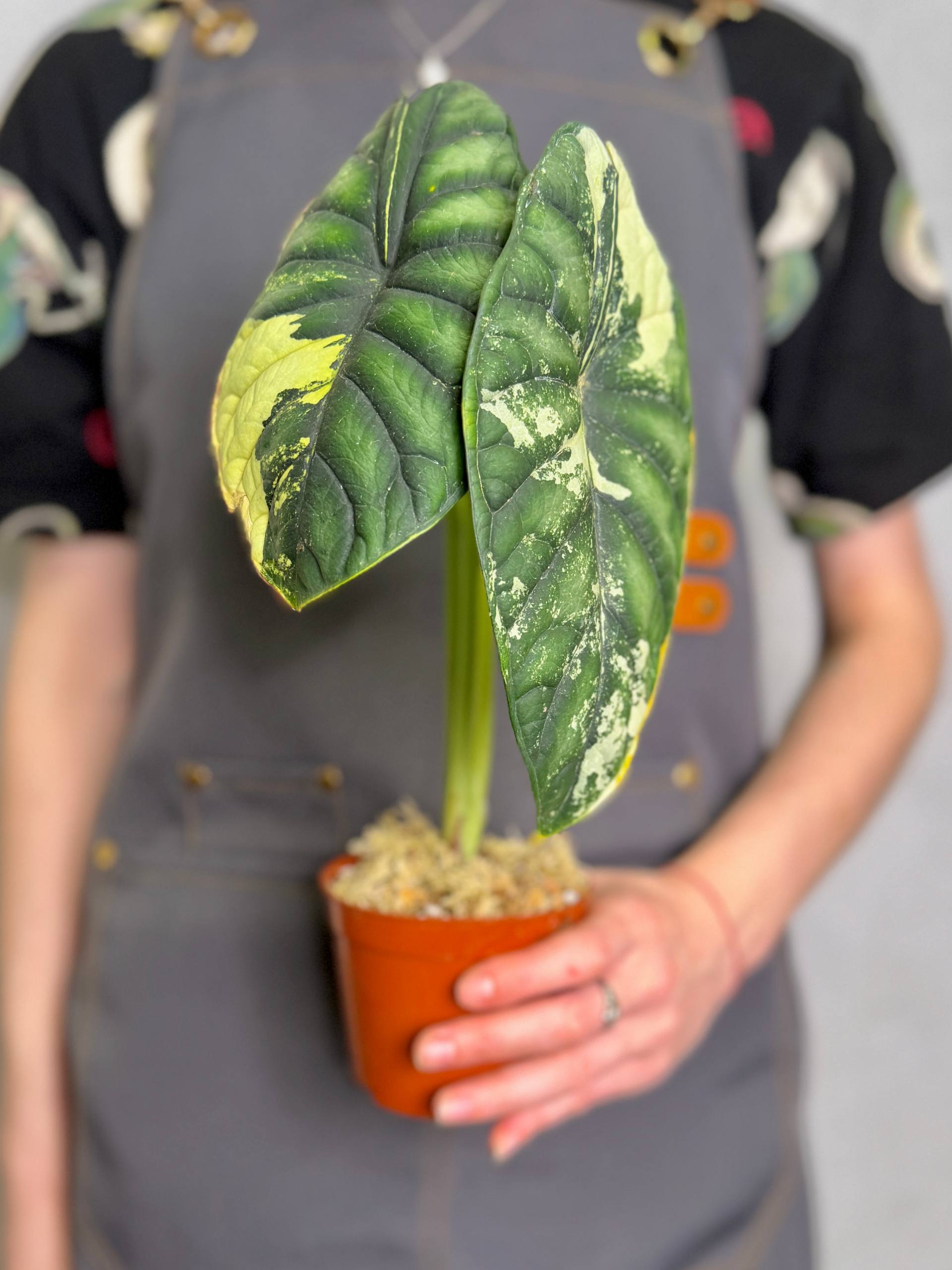 Алоказия Драгон Скейл Вариегатная (Alocasia Dragon Scale Variegata) D9см
