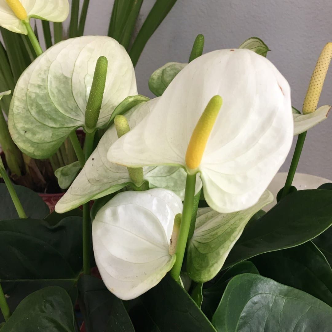 Антуриум Андреанум Вайт Чемпион (Anthurium An White Champion) D9см