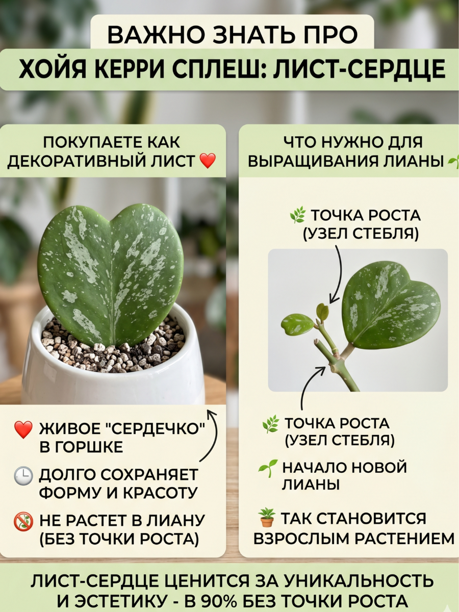 Хойя Керри «Сплеш» (Hoya Kerrii Splash) D6см