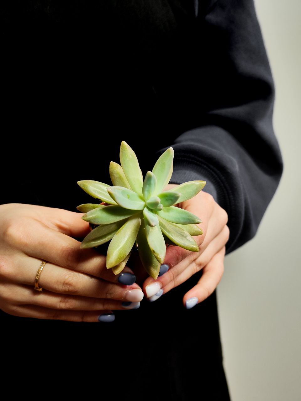 Пахифитум Контрерас (Pachyphytum Сontrerasii) D5см