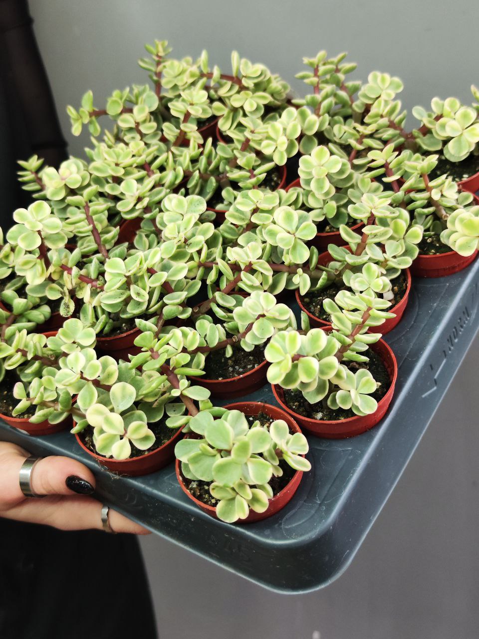 Портулакария Афра Вариегата (Portulacaria Afra Varigata) D5см