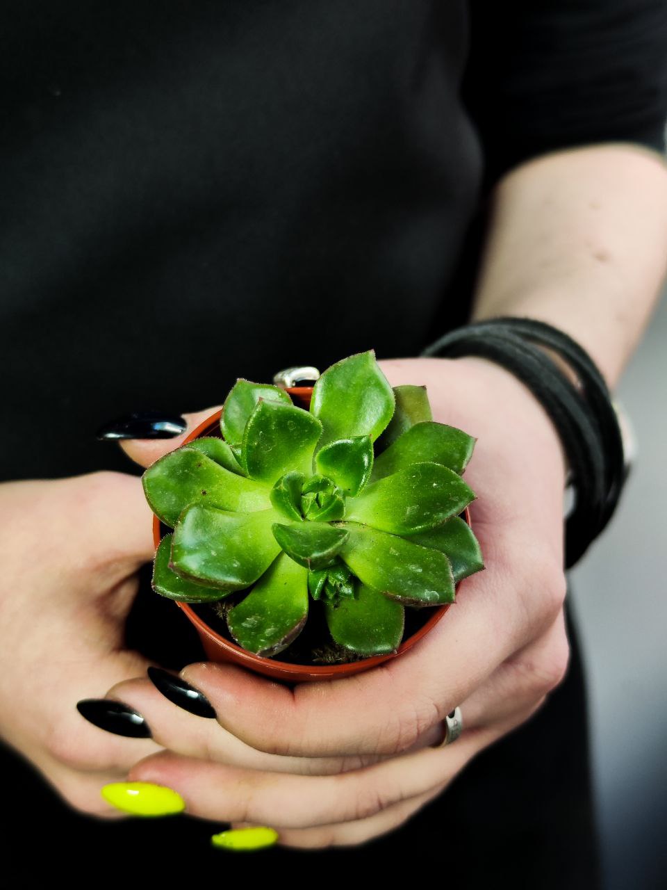 Эхеверия Аффинис Грин (Echeveria Affinis Green) D5см