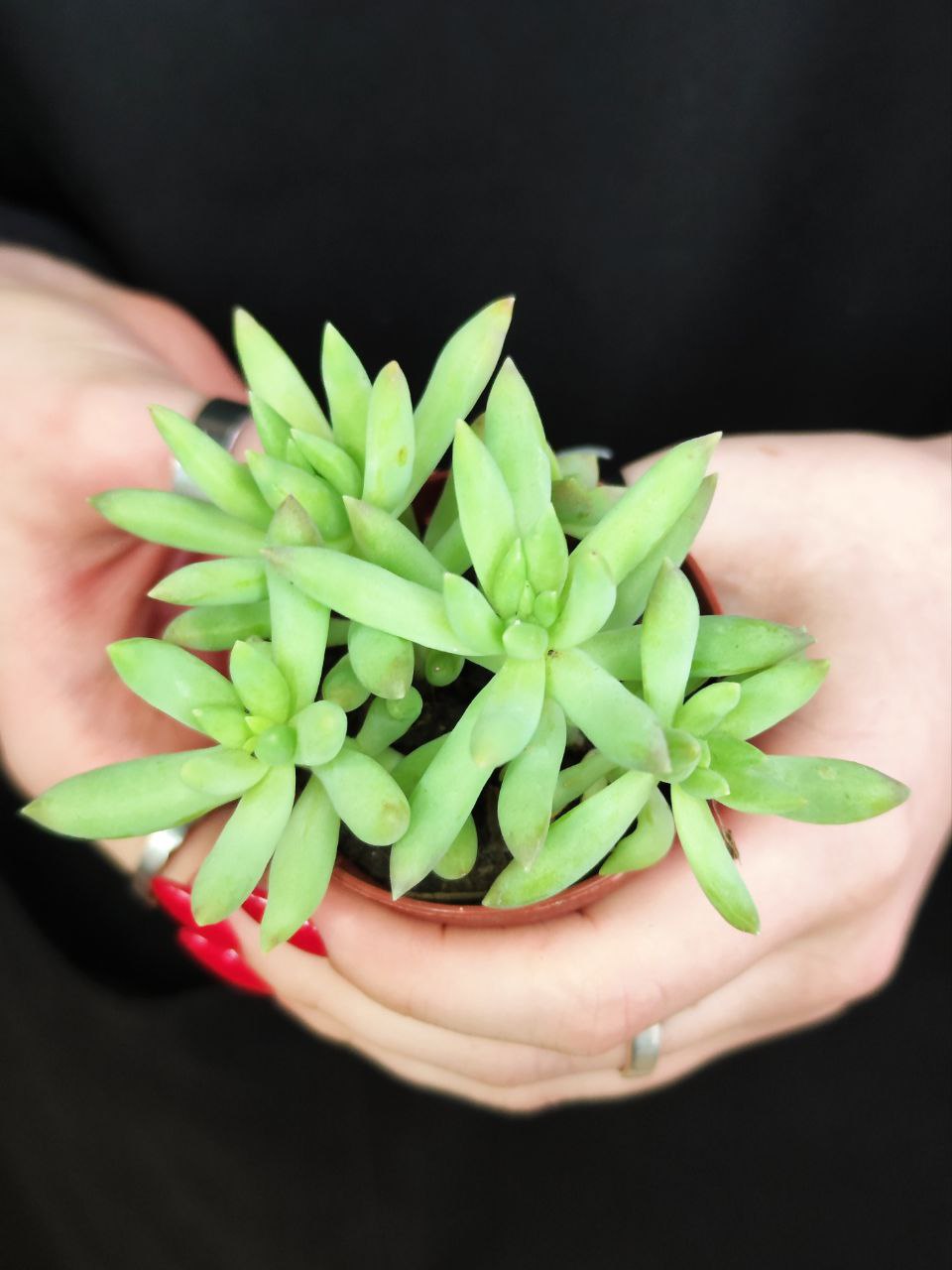 Седум Моргана Магнум (Sedum Morganianum) D5см