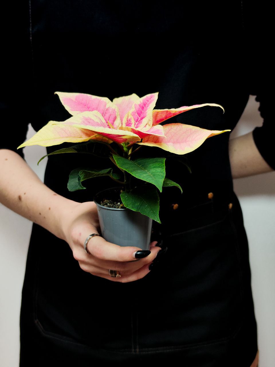 Пуансеттия Вариегатная Пинк (Poinsettia Pink Variegated) D6см