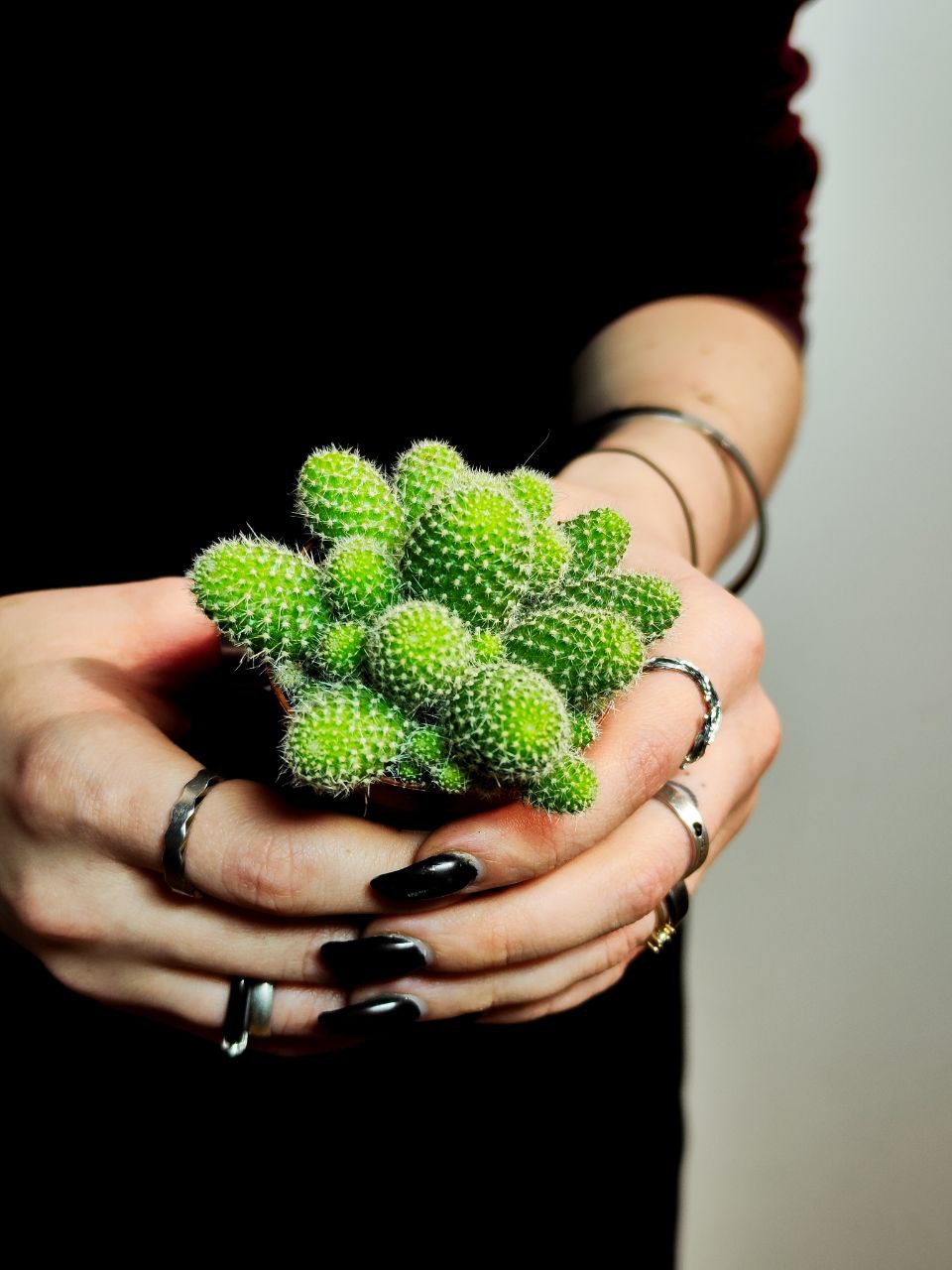 Кактус Ребуция Перплекса (Rebutia Perplexa) D5см
