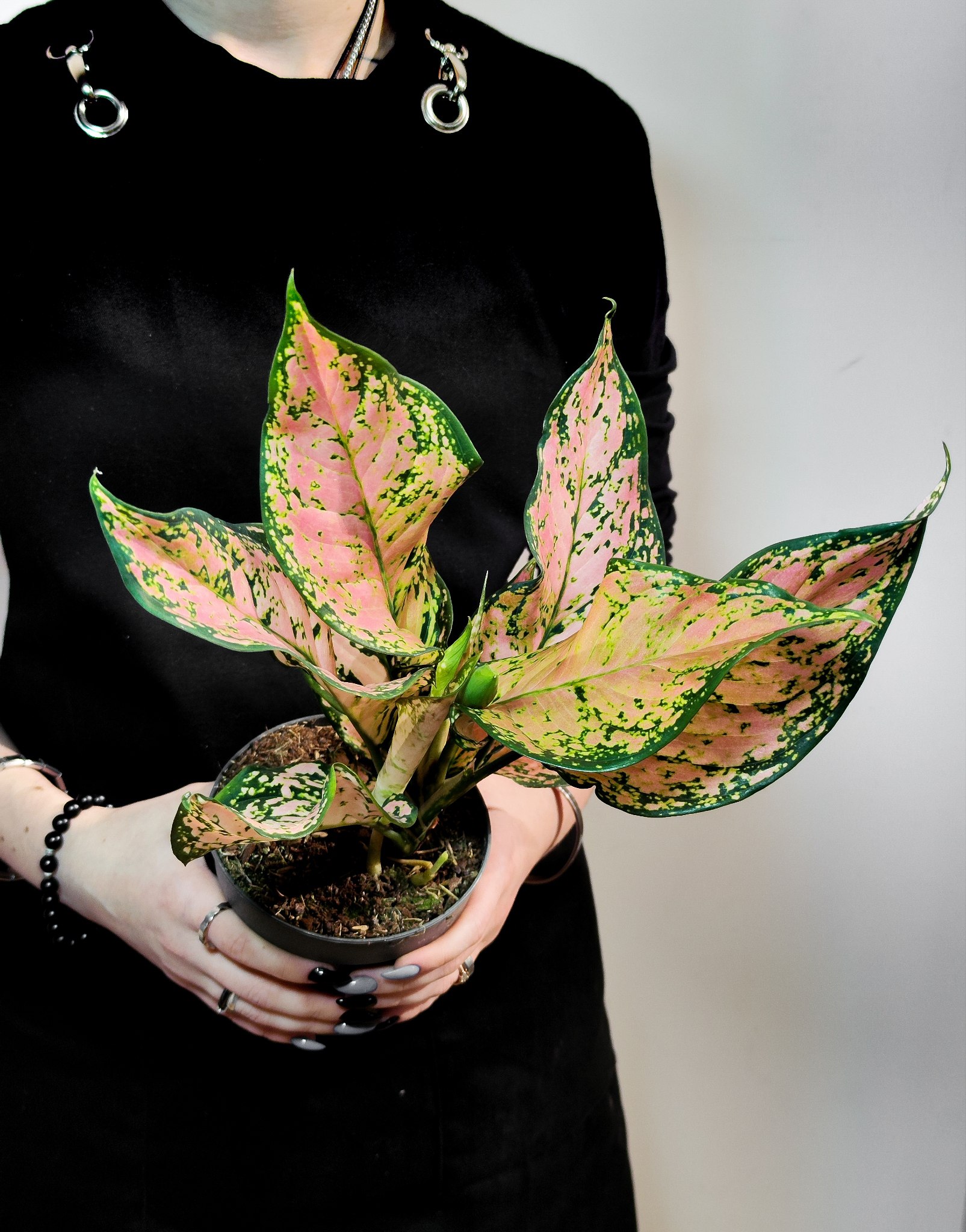 Аглаонема Пинк Долфин (Aglaonema Pink Dolphin) D12см