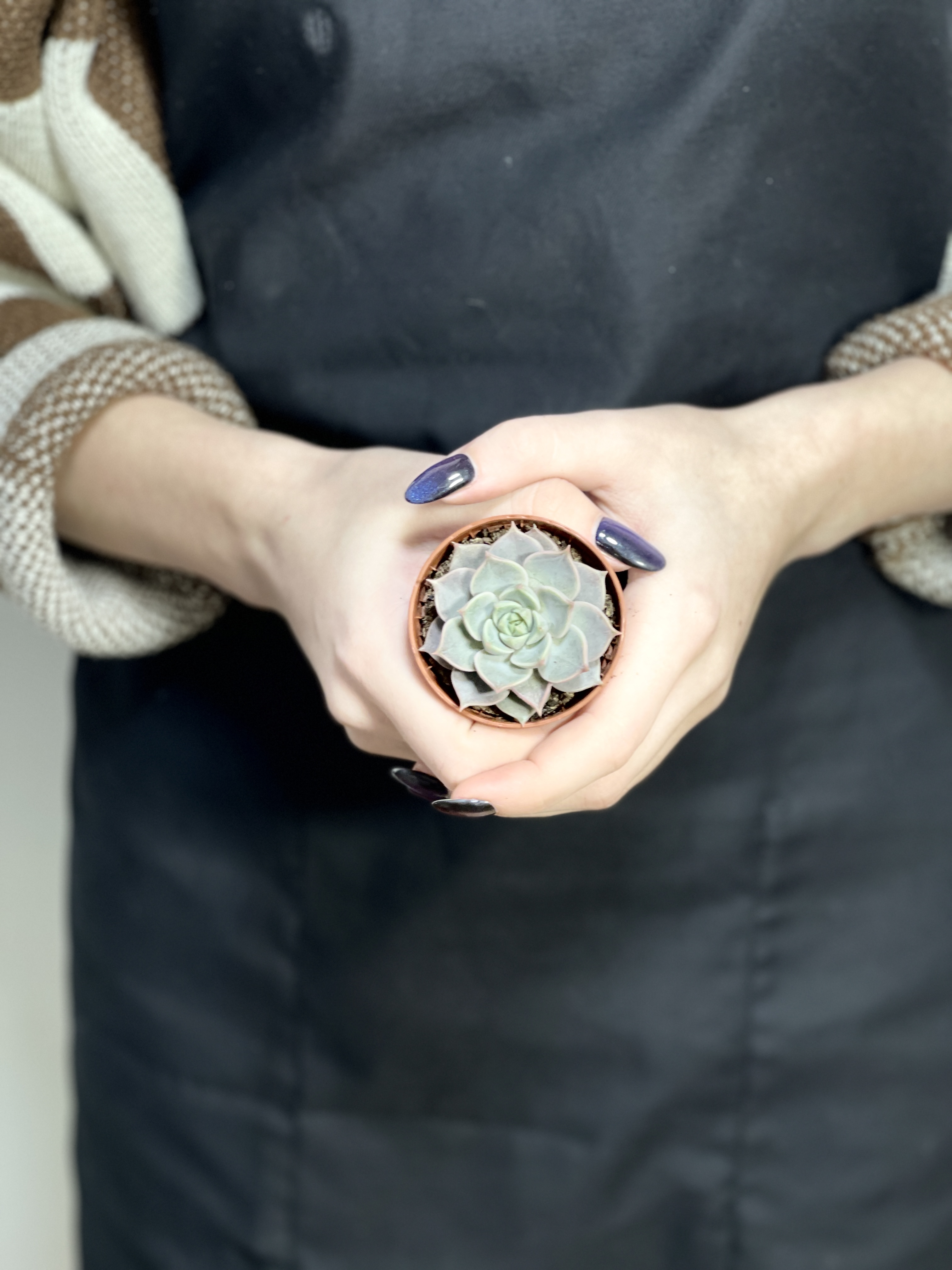 Эхеверия Марсик (Echeveria Marsik) D5см