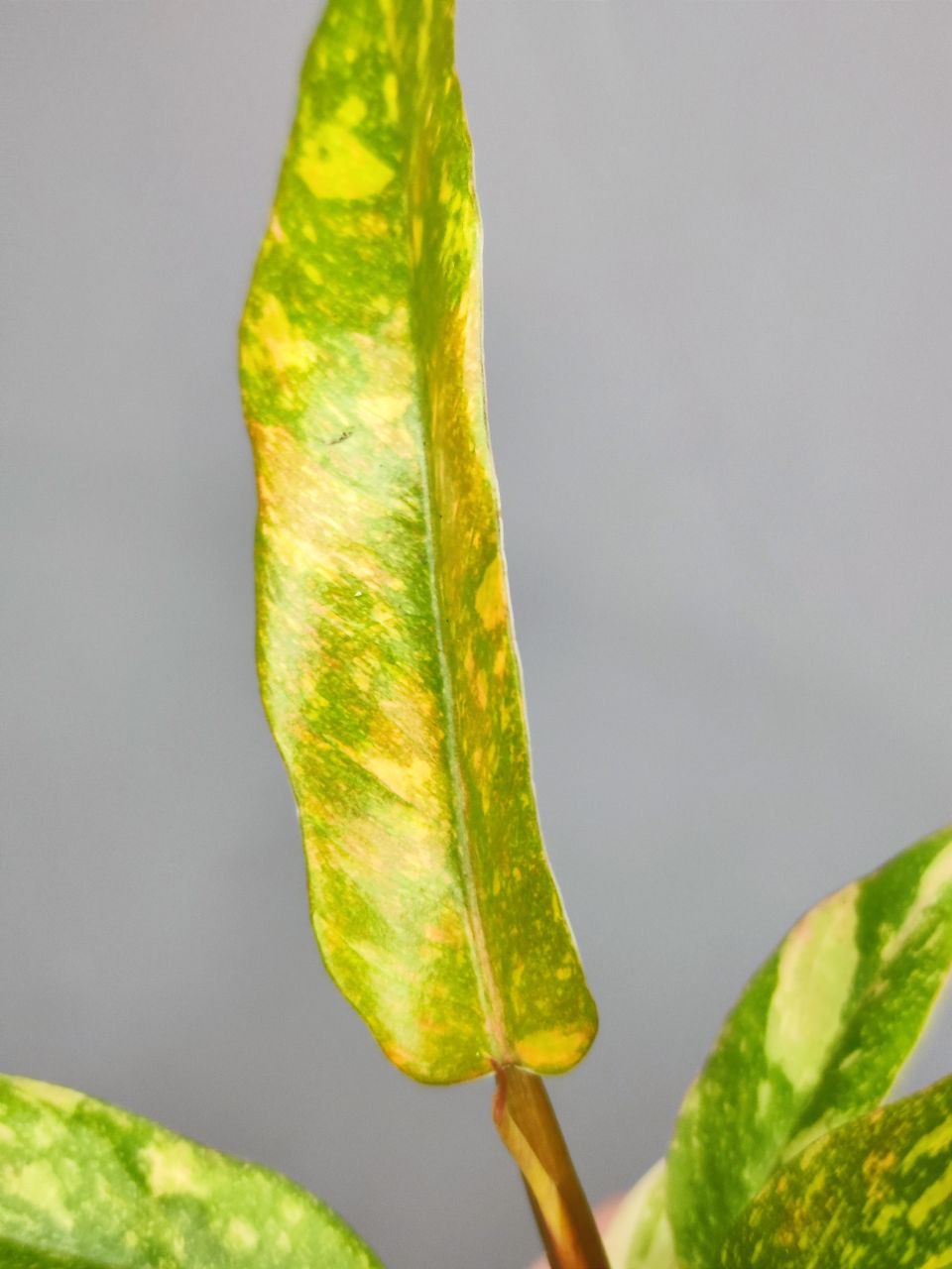 Филодендрон Вариегатный Нэрроу Эскейп Ринг Оф Файер (Philodendron Narrow Ring of Fire) D6см