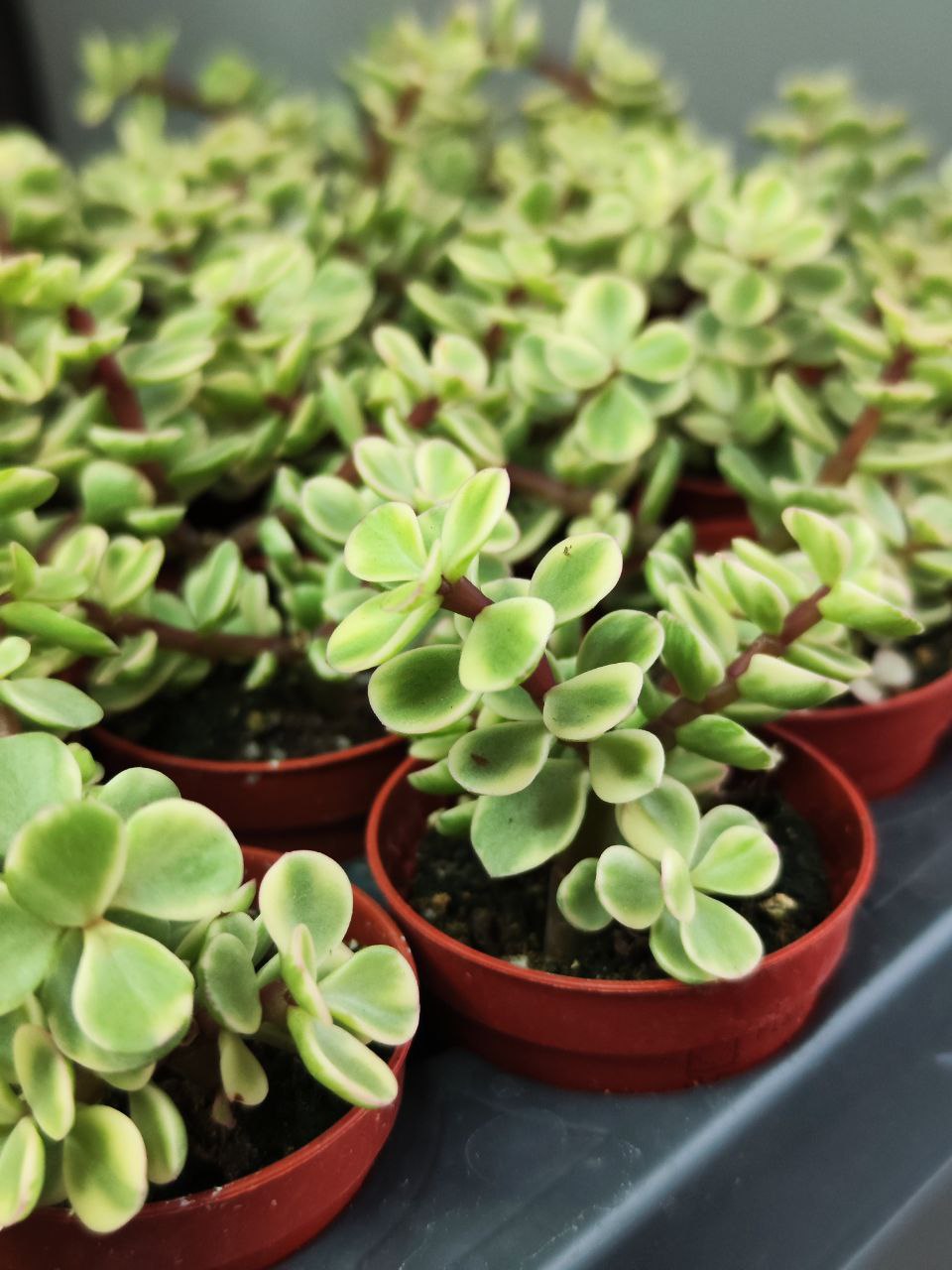 Портулакария Афра Вариегата (Portulacaria Afra Varigata) D5см