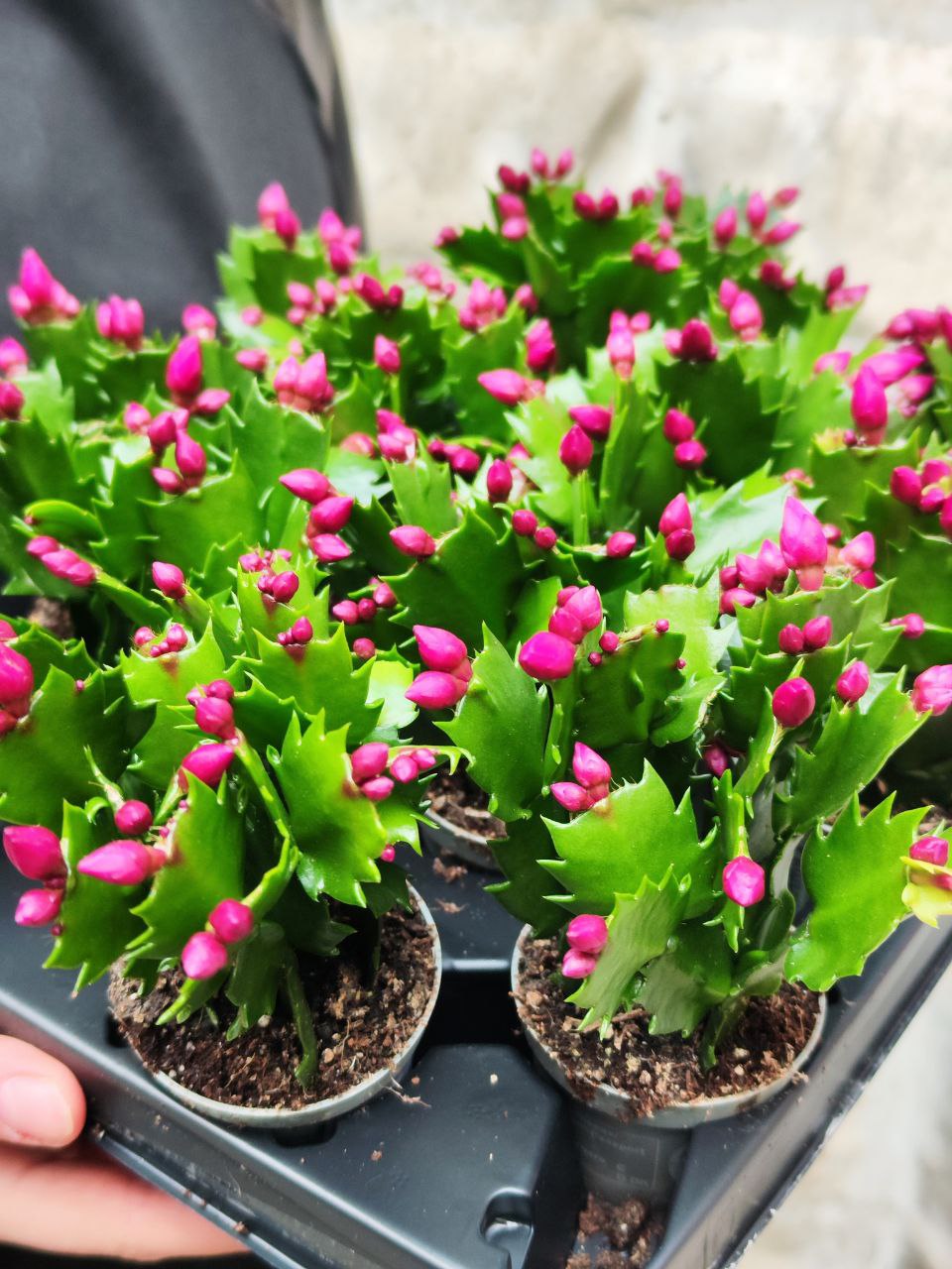Декабрист Фиолетовый, или Шлюмбергера (Schlumbergera Tendenza Purple) D6см
