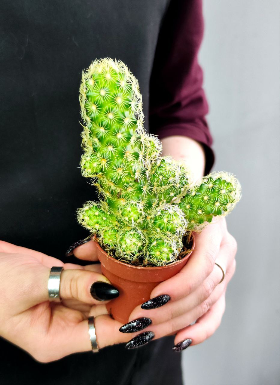 Кактус Маммиллярия Элоганта, или Удлиненная (Cactus Elongata) D5см
