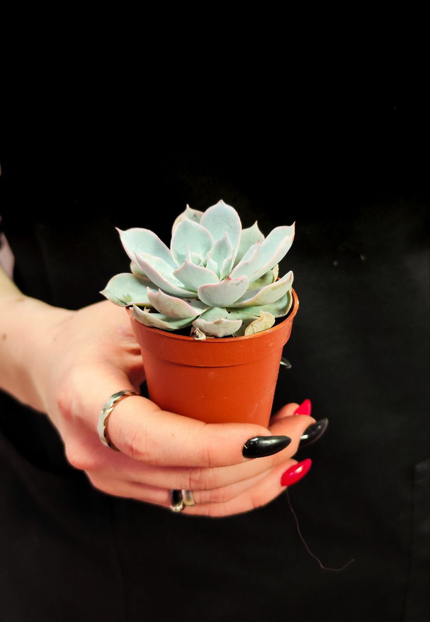 Эхеверия Пекокка (Echeveria Peacockii) D5см