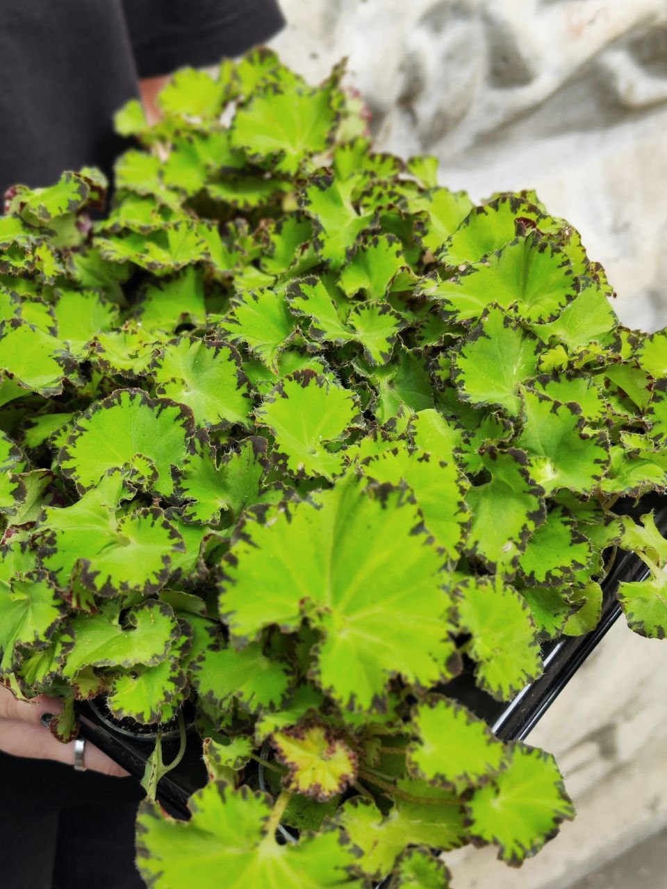 Бегония Рекс Ред Джайв (Begonia Rex Red Jive) D6см