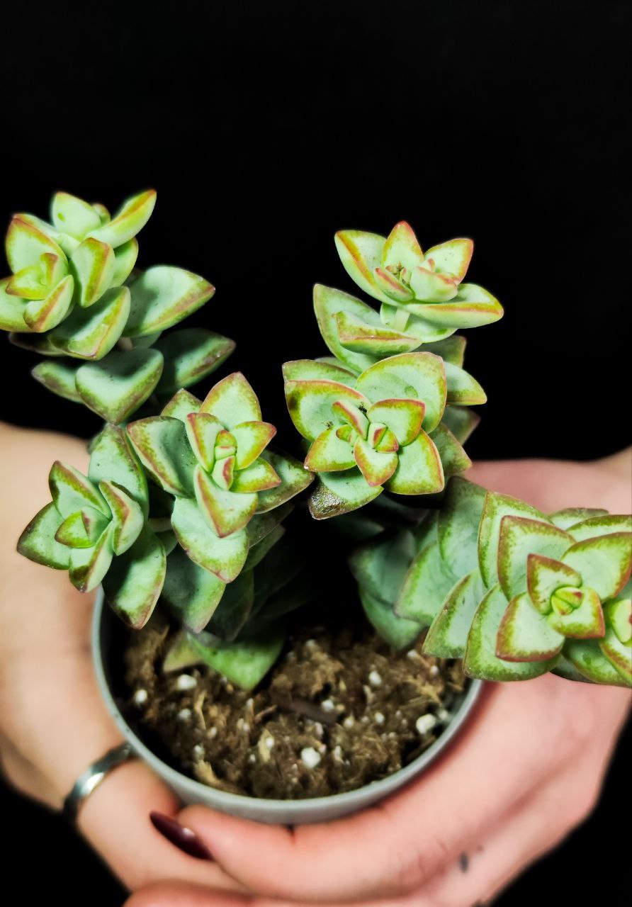 Крассула Рупестрис (Crassula Rupestris) D6,5см