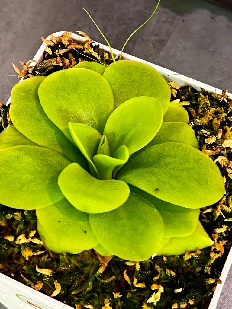 Жирянка Тина (Pinguicula Tina) пересаженная D12см