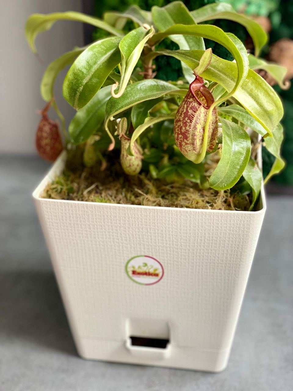 Непентес Хукериана (Nepenthes hookeriana) пересаженный D17см