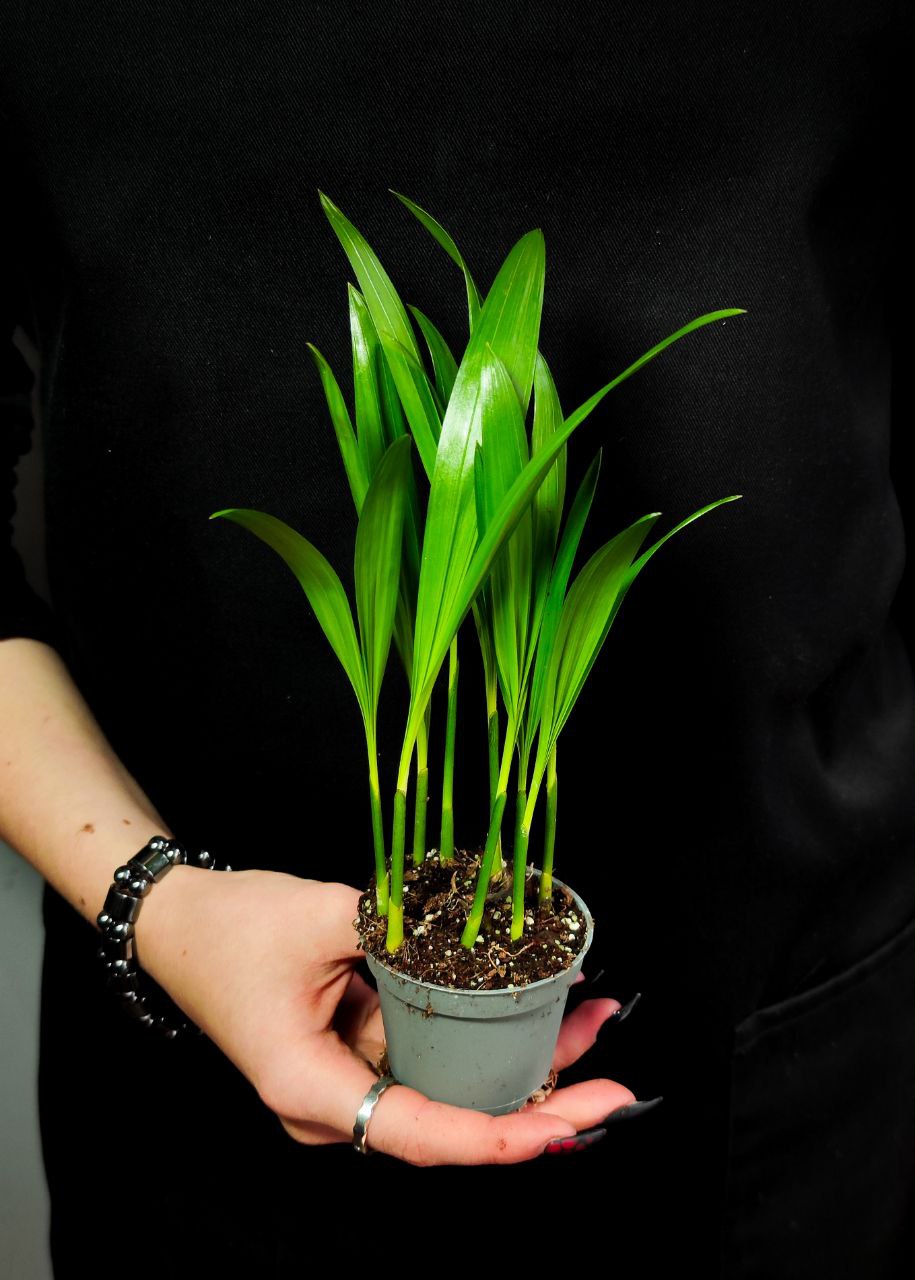Пальма Дипсис Желтоватый (Dypsis Lutescens) D6см
