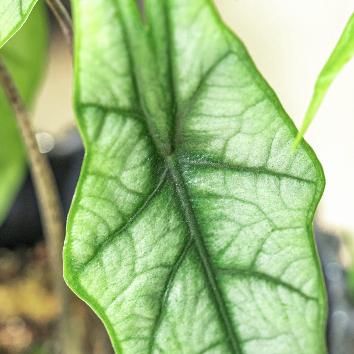 Алоказия Коразон (Alocasia Heterophylla Corazon) D8см