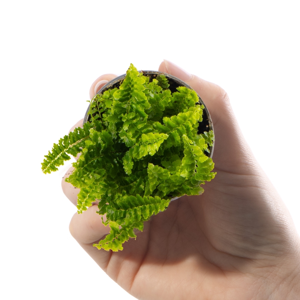Нефролепис Возвышенный (Nephrolepis Exaltata Fluffy Ruffle) D6см