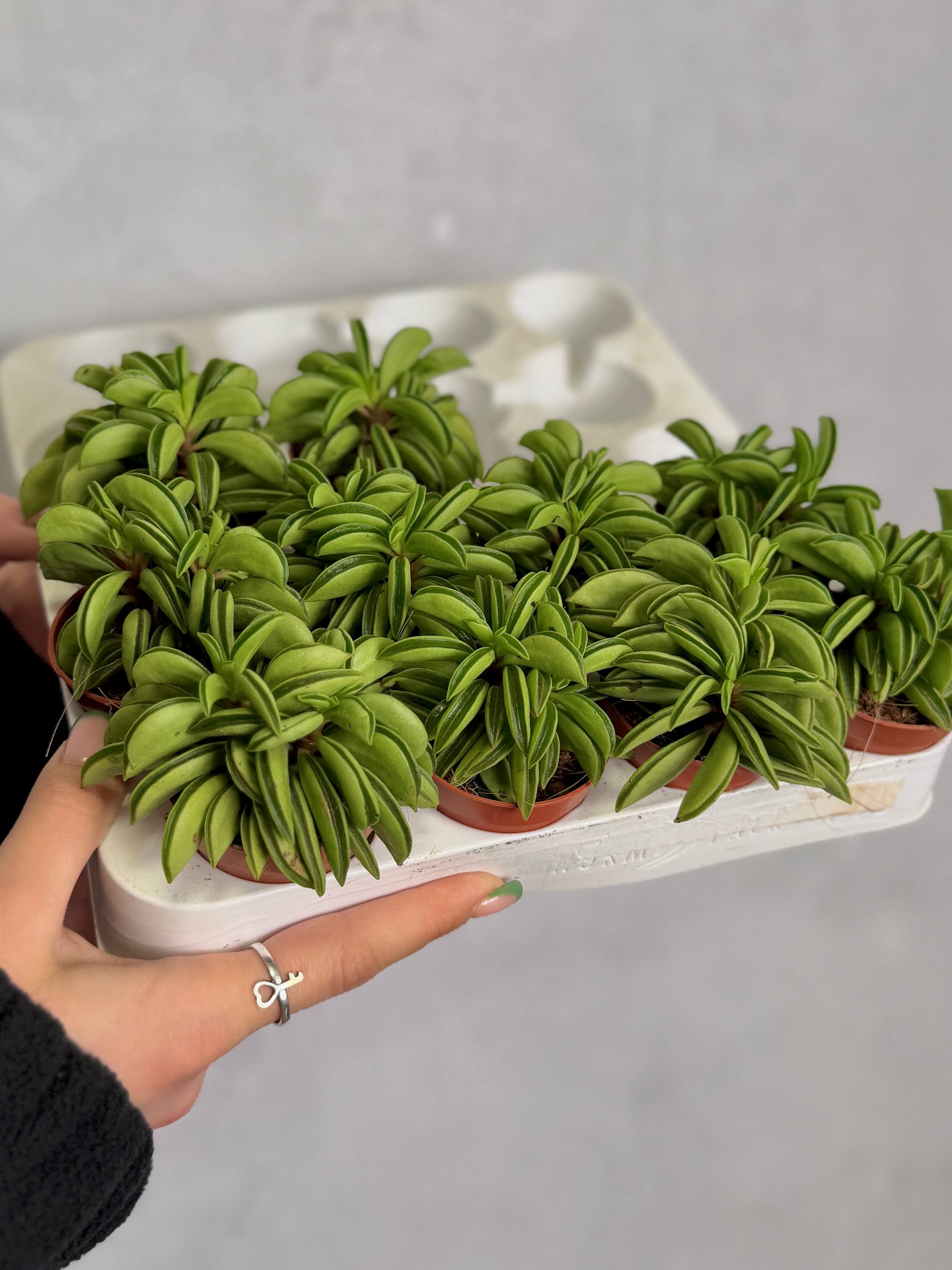Пеперомия Долотовидная, или Долабриформис (Peperomia Dolabriformis) D5см