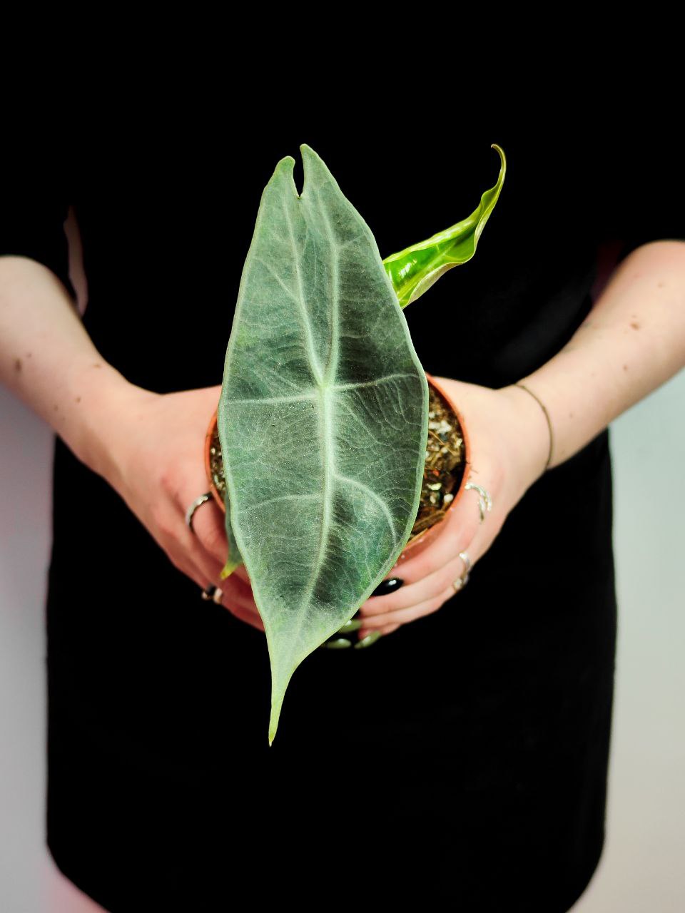 Алоказия Лонгилоба Сильвер (Alocasia Longiloba Silver) D10см
