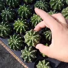 Кактус Эхинопсис Денудатум, одиночный (Echinopsis Denudatum) D5см