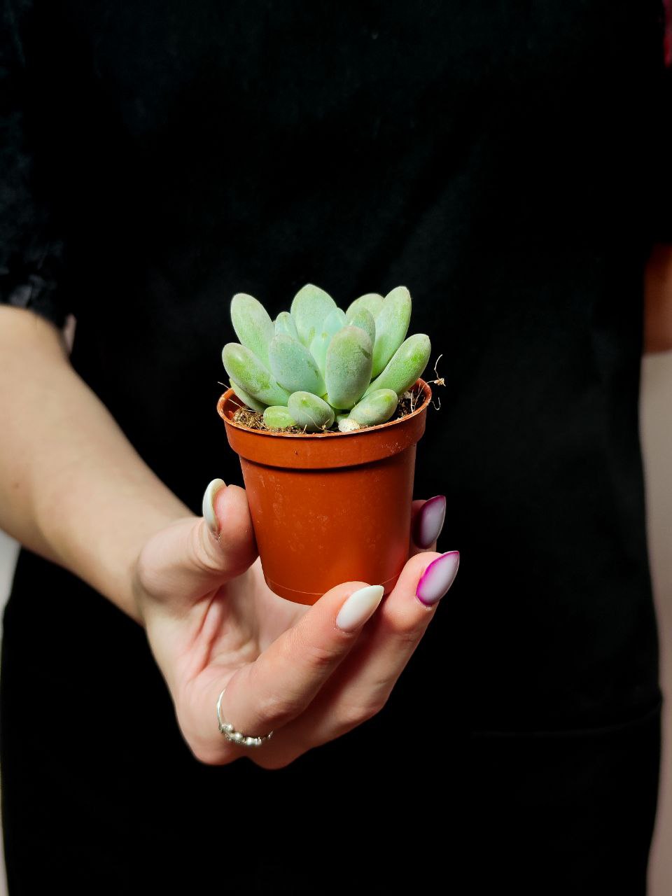 Пахиверия Клавифолия (Pachyveria Clavifolia) D5см