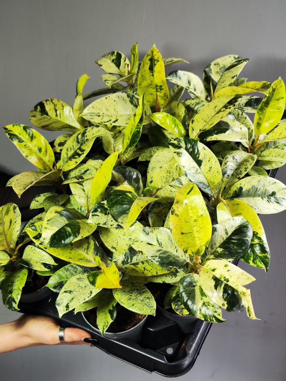 Фикус Вариегатный Эластика Шрайвериана (Ficus Elastica Shivereana) D10см