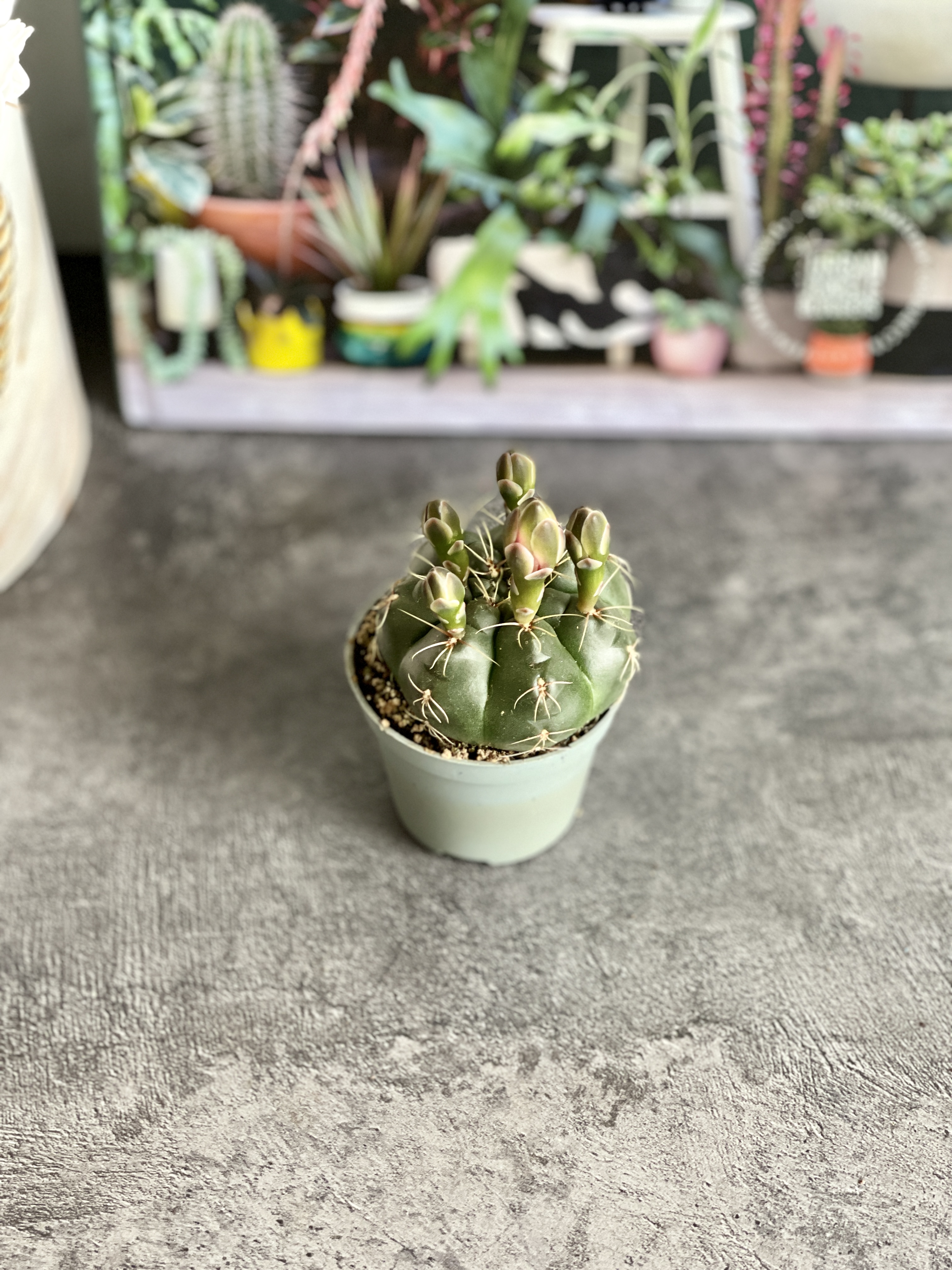 Гимнокалициум Балдианум (Gymnocalycium Baldnum) D5см