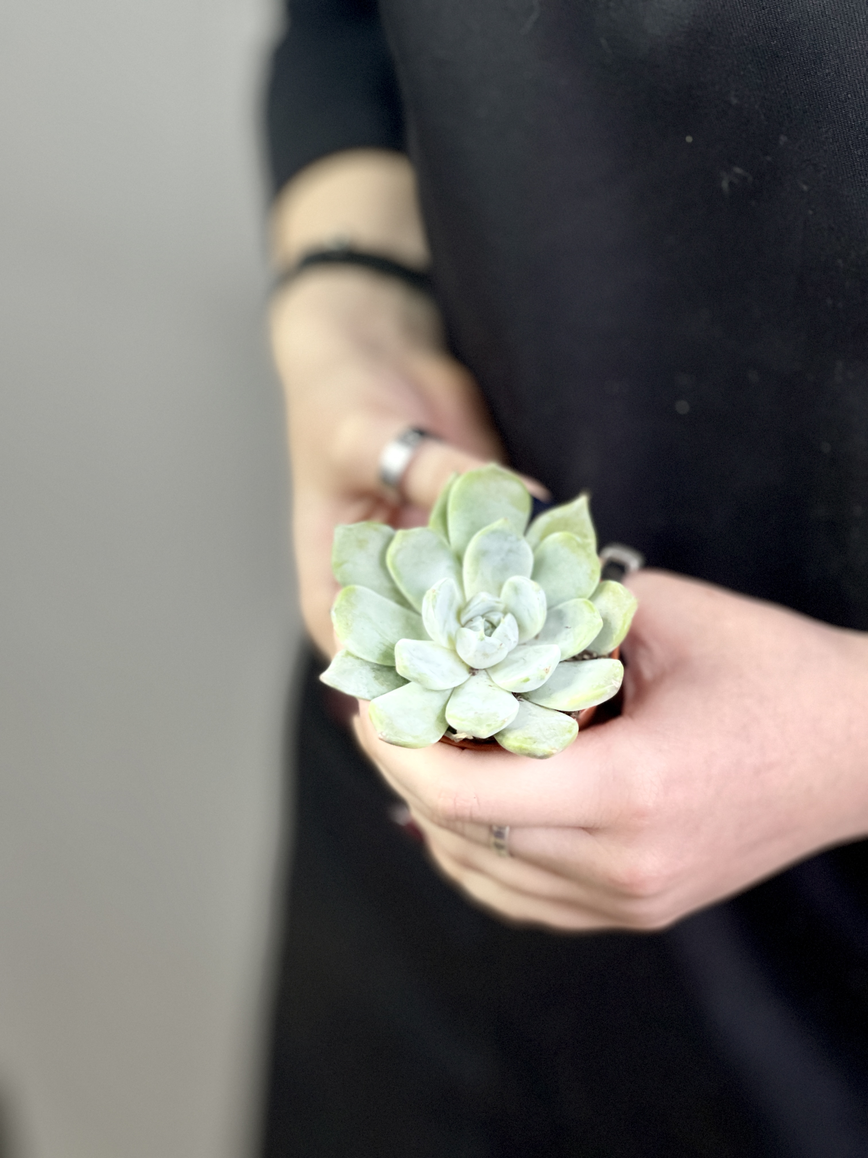 Эхеверия Сноу Банни (Echeveria Snow Bunny) D5см