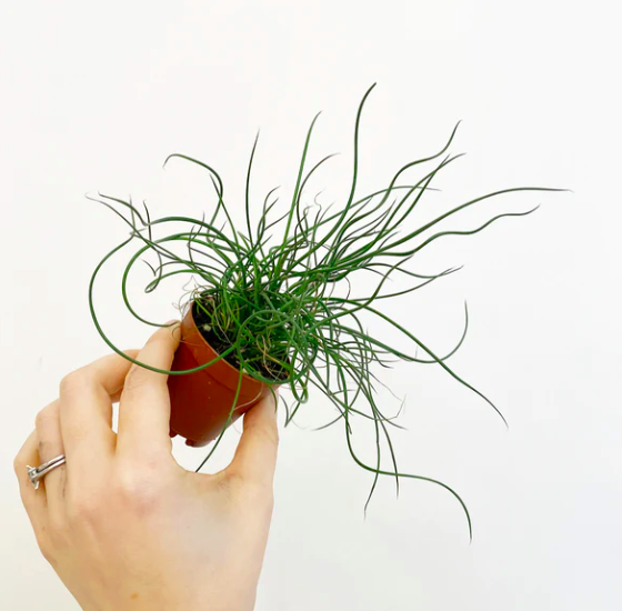 Джункус Спиралис, или Ситник (Juncus Spiralis) D6см