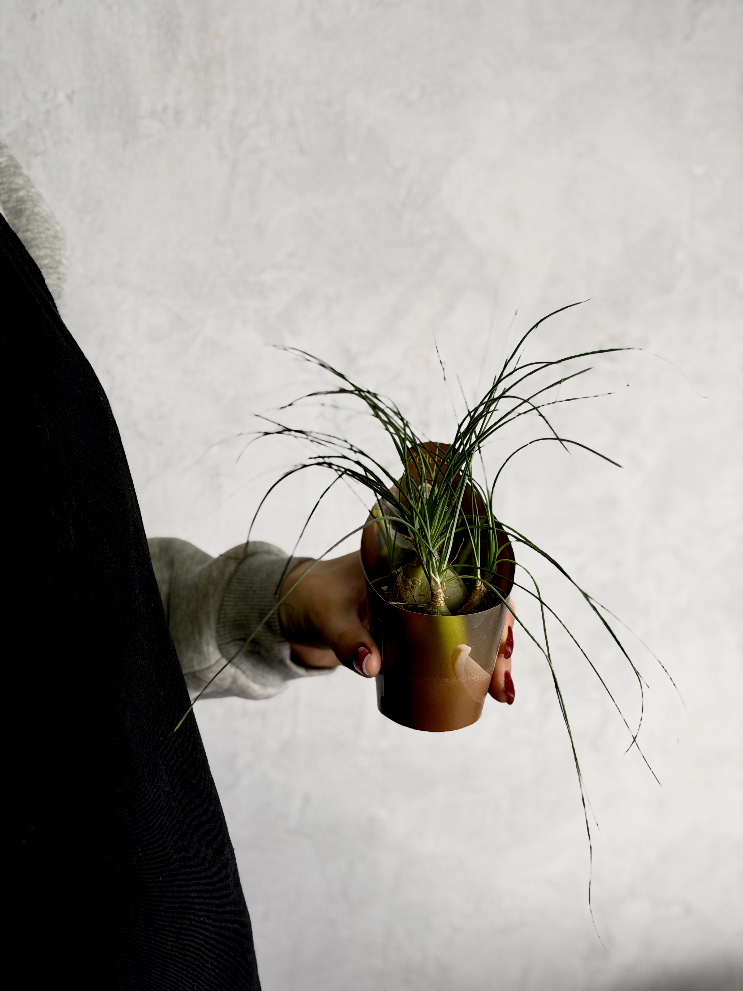 Альбука Хумилис (Albuca Humilis) D6,5см